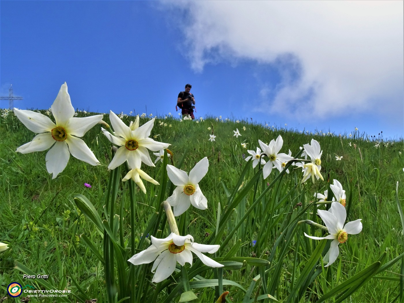 56 Bello camminare tra i narcisi.JPG